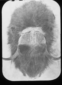 Image: Musk-ox head, top view